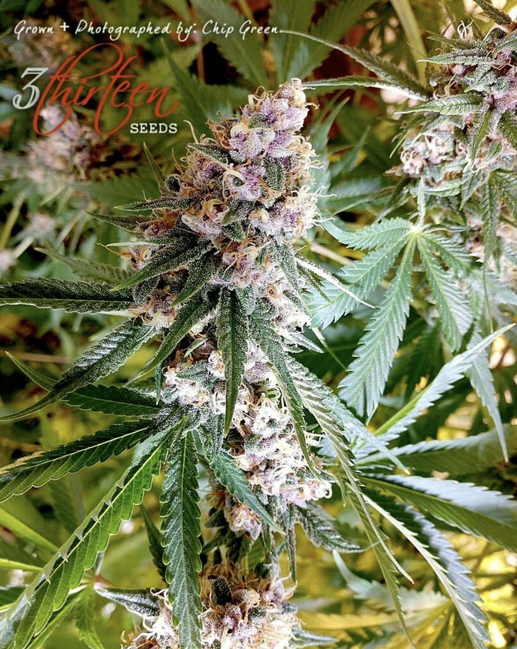 Citrus MILF F1 (Mothers Milk x Plemon) 7 Feminized Seeds