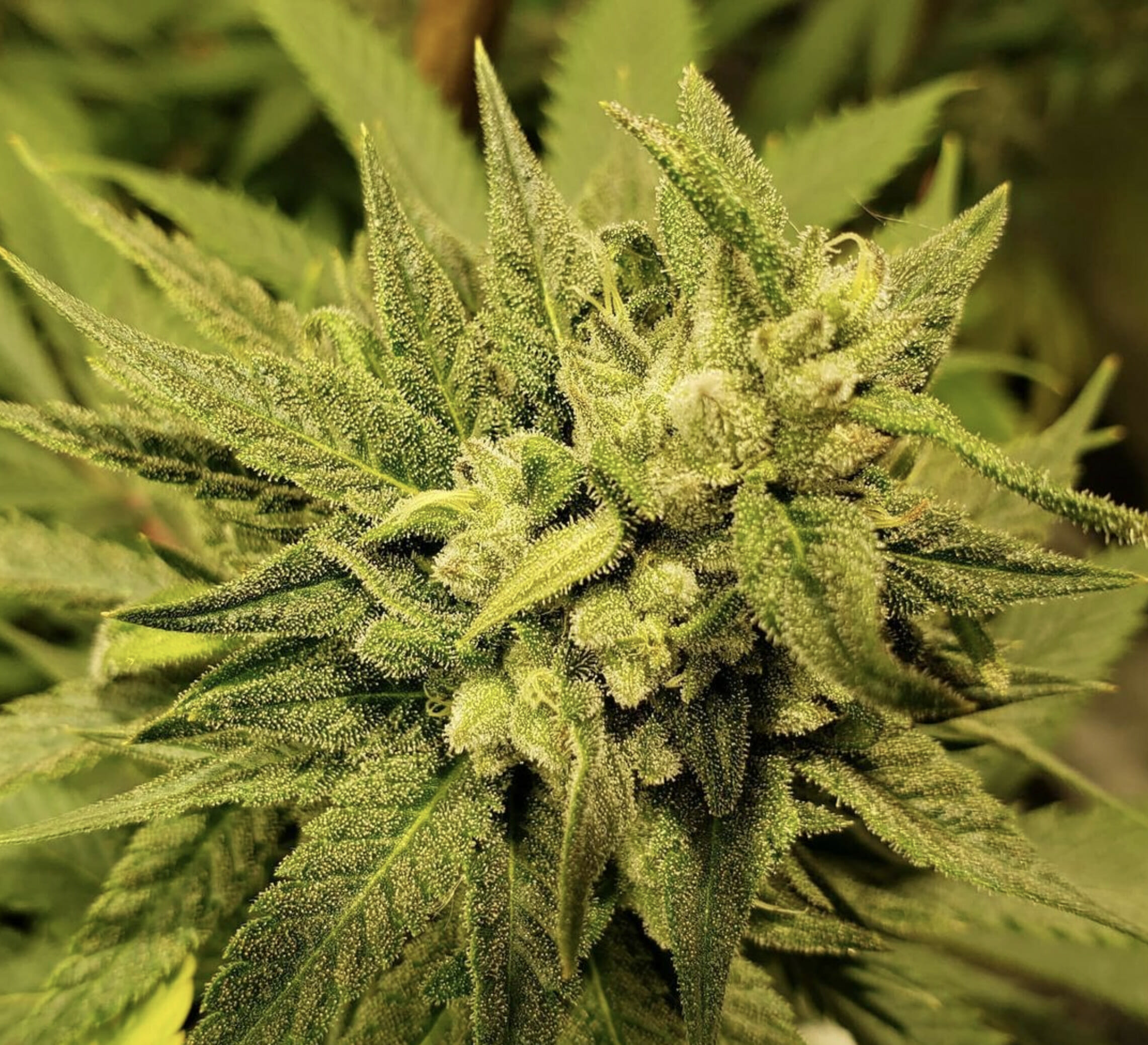 Citrus MILF F1 (Mothers Milk x Plemon) 7 Feminized Seeds - Image 4