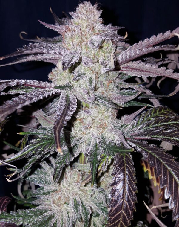 Crazy Bitch F2 10 Regular Seeds - Image 2