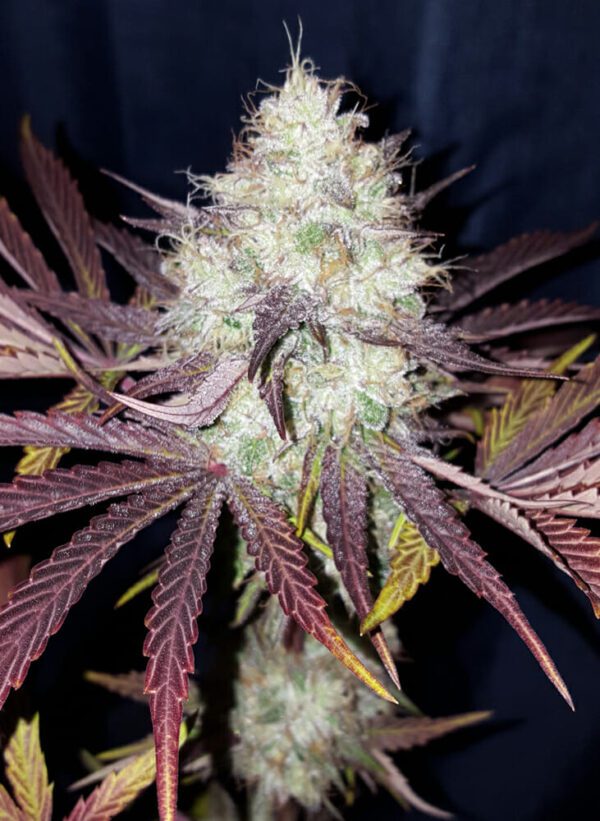 Crazy Bitch F2 10 Regular Seeds - Image 3