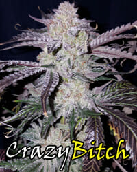 Crazy Bitch F2 10 Regular Seeds