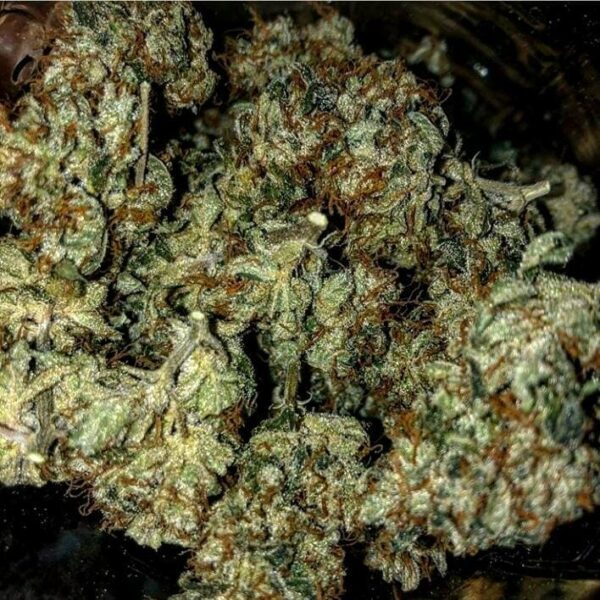 Black Swamp Gas (Black Triangle x Swampgas) 13 Regular Seeds DCSE