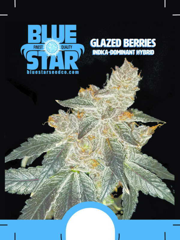 Glazed Berries F1 (GMO x DJ Short F4 Blueberry) 13 Regular Seeds - Image 2