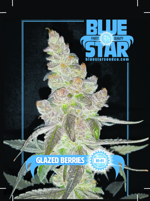 Glazed Berries F1 (GMO x DJ Short F4 Blueberry) 13 Regular Seeds