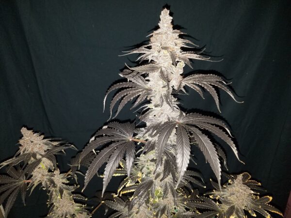 Glazed Berries F1 (GMO x DJ Short F4 Blueberry) 13 Regular Seeds - Image 4