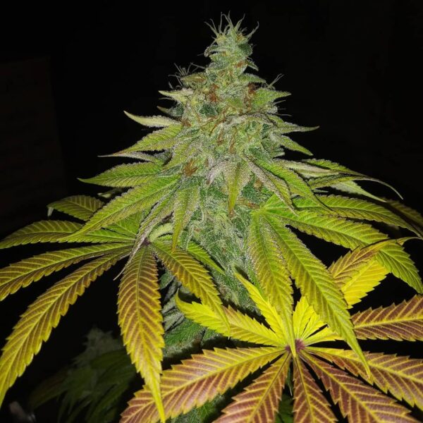Smooth Criminal REGS (Alaskan Thunder Fuck  x Mob Boss x Katsu Bubba Kush x 90's Hashplant) 10 Regular Seeds - Image 6