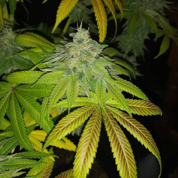 Smooth Criminal REGS (Alaskan Thunder Fuck  x Mob Boss x Katsu Bubba Kush x 90's Hashplant) 10 Regular Seeds - Image 5