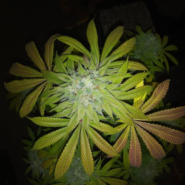 Smooth Criminal REGS (Alaskan Thunder Fuck  x Mob Boss x Katsu Bubba Kush x 90's Hashplant) 10 Regular Seeds - Image 3