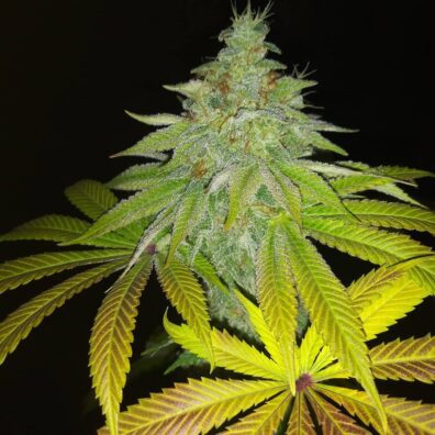 Smooth Criminal REGS (Alaskan Thunder Fuck  x Mob Boss x Katsu Bubba Kush x 90's Hashplant) 10 Regular Seeds