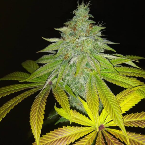 Smooth Criminal REGS (Alaskan Thunder Fuck  x Mob Boss x Katsu Bubba Kush x 90's Hashplant) 10 Regular Seeds