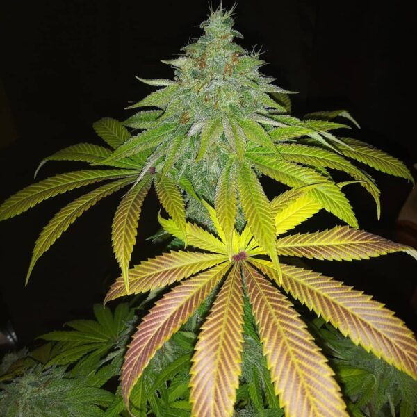 Smooth Criminal REGS (Alaskan Thunder Fuck  x Mob Boss x Katsu Bubba Kush x 90's Hashplant) 10 Regular Seeds - Image 2