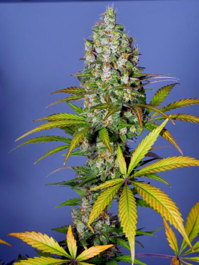 Platinum Swabi Punch F1 (Platinum Punch x Swabi Pakistani) 7 Feminized Seeds