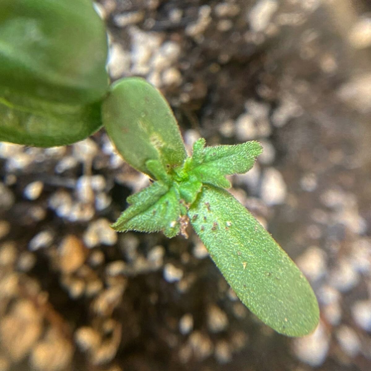 Australian Bastard Cannabis (ABC) Inbred Line 10 Regular Seeds - Image 5