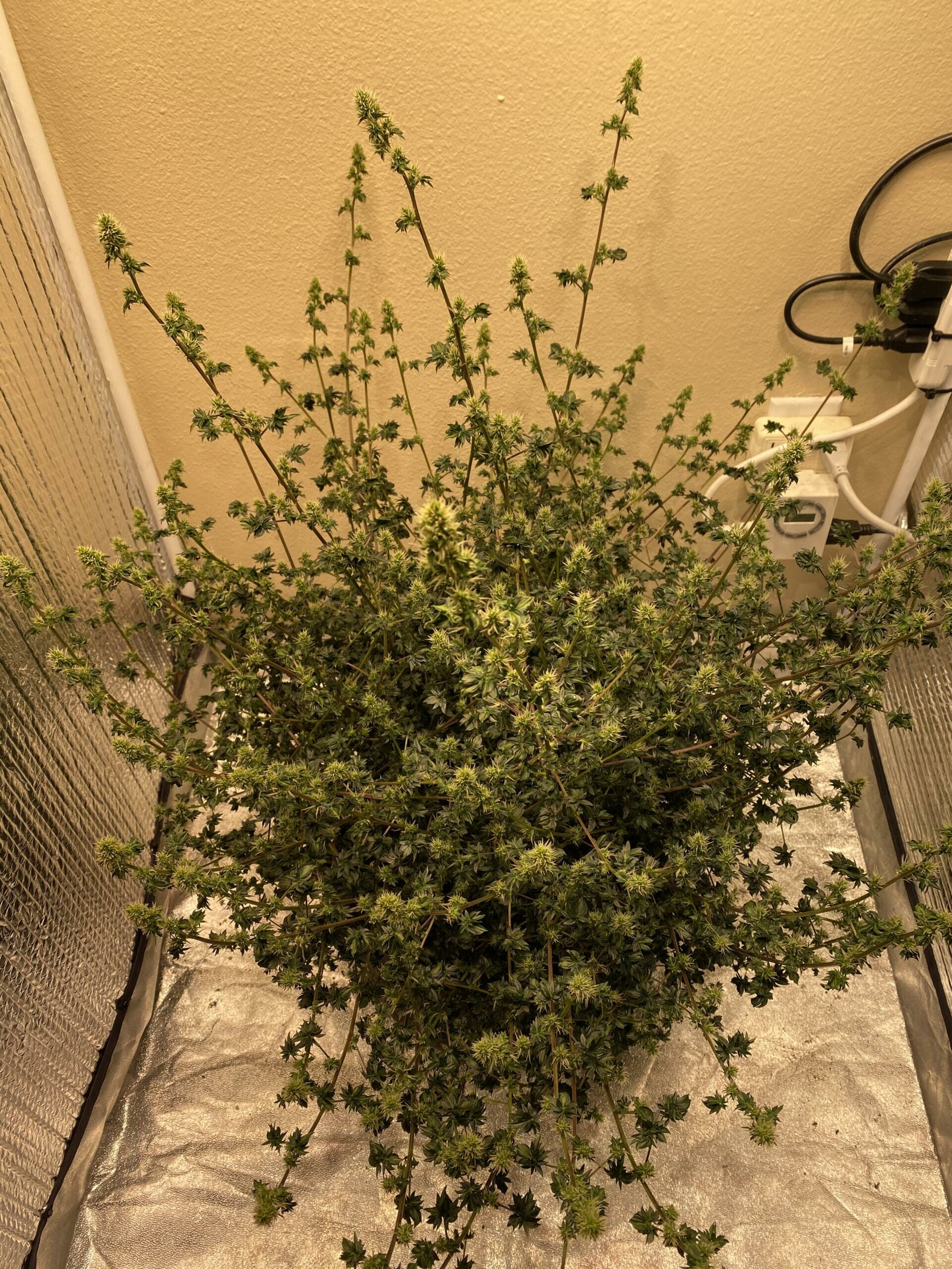 Australian Bastard Cannabis (ABC) Inbred Line 10 Regular Seeds - Image 13