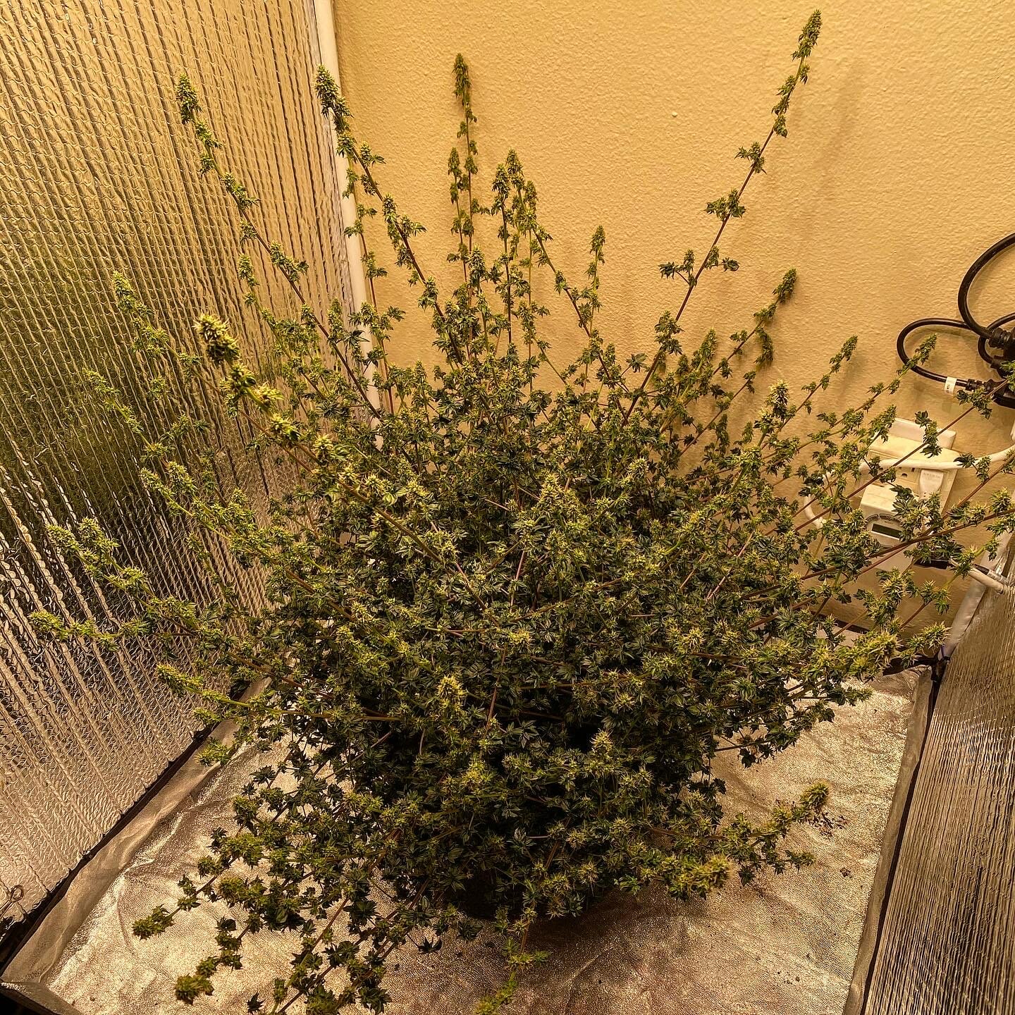 Australian Bastard Cannabis (ABC) Inbred Line 10 Regular Seeds - Image 15