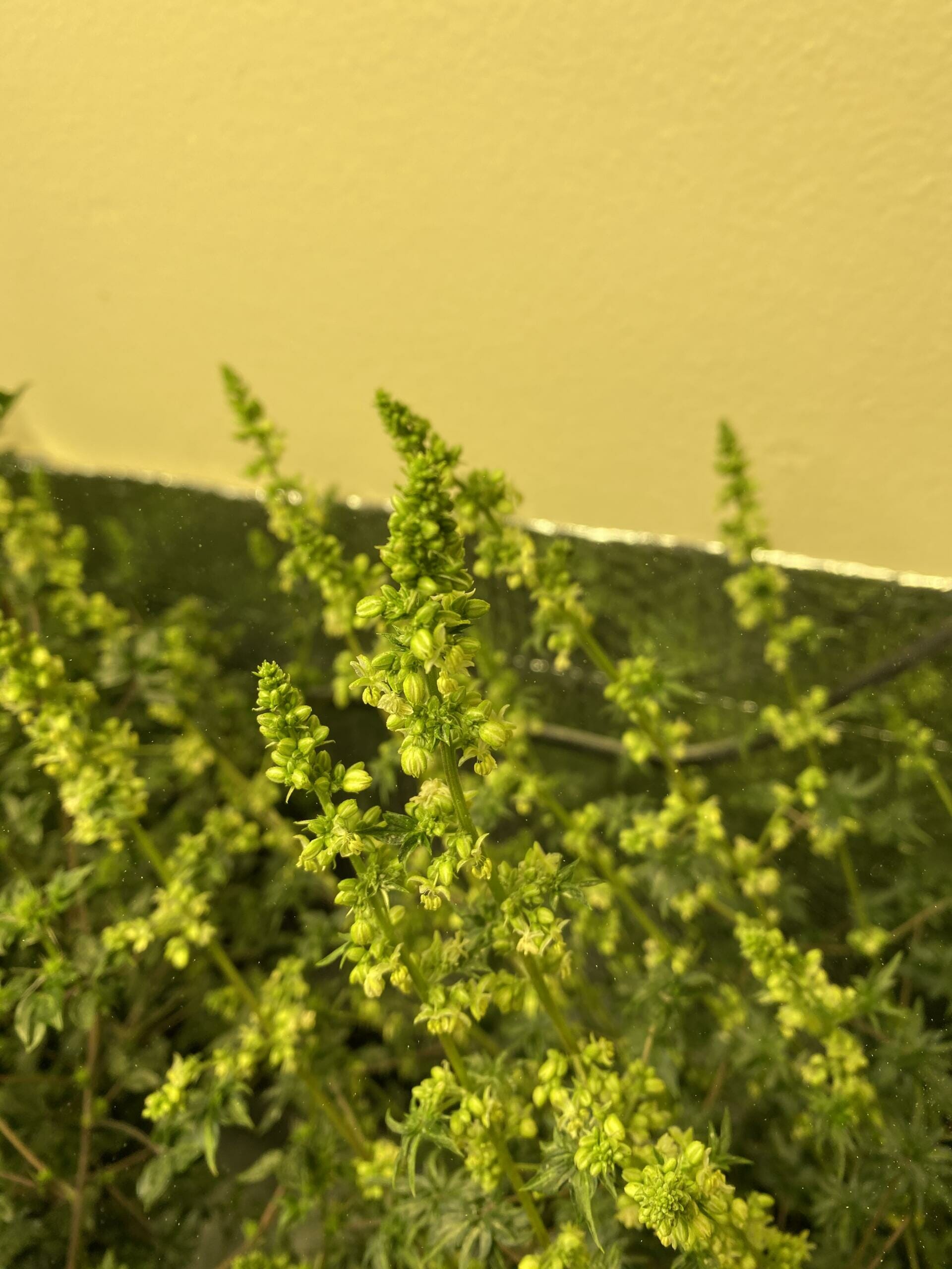 Australian Bastard Cannabis (ABC) Inbred Line 10 Regular Seeds - Image 14