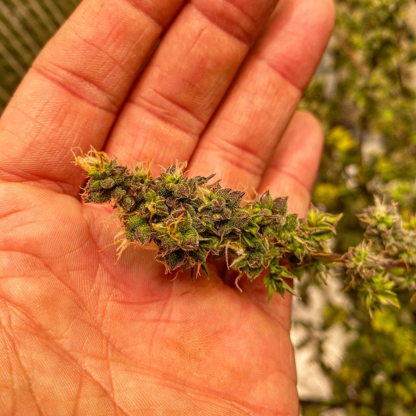 Australian Bastard Cannabis (ABC) Inbred Line 10 Regular Seeds - Image 16