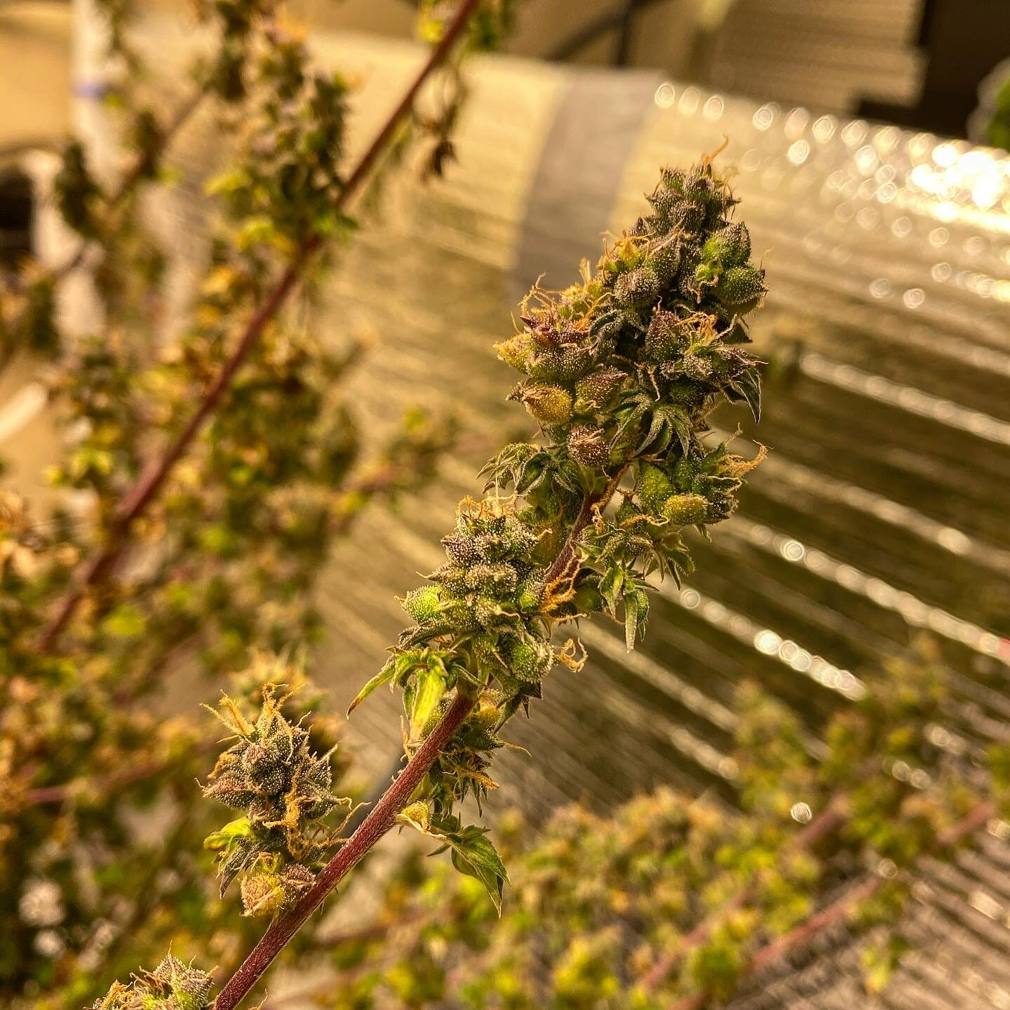 Australian Bastard Cannabis (ABC) Inbred Line 10 Regular Seeds - Image 17