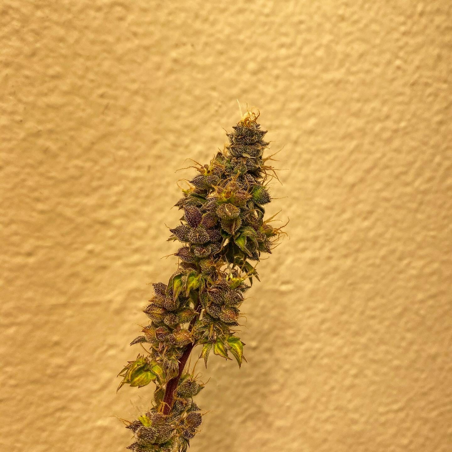 Australian Bastard Cannabis (ABC) Inbred Line 10 Regular Seeds - Image 18