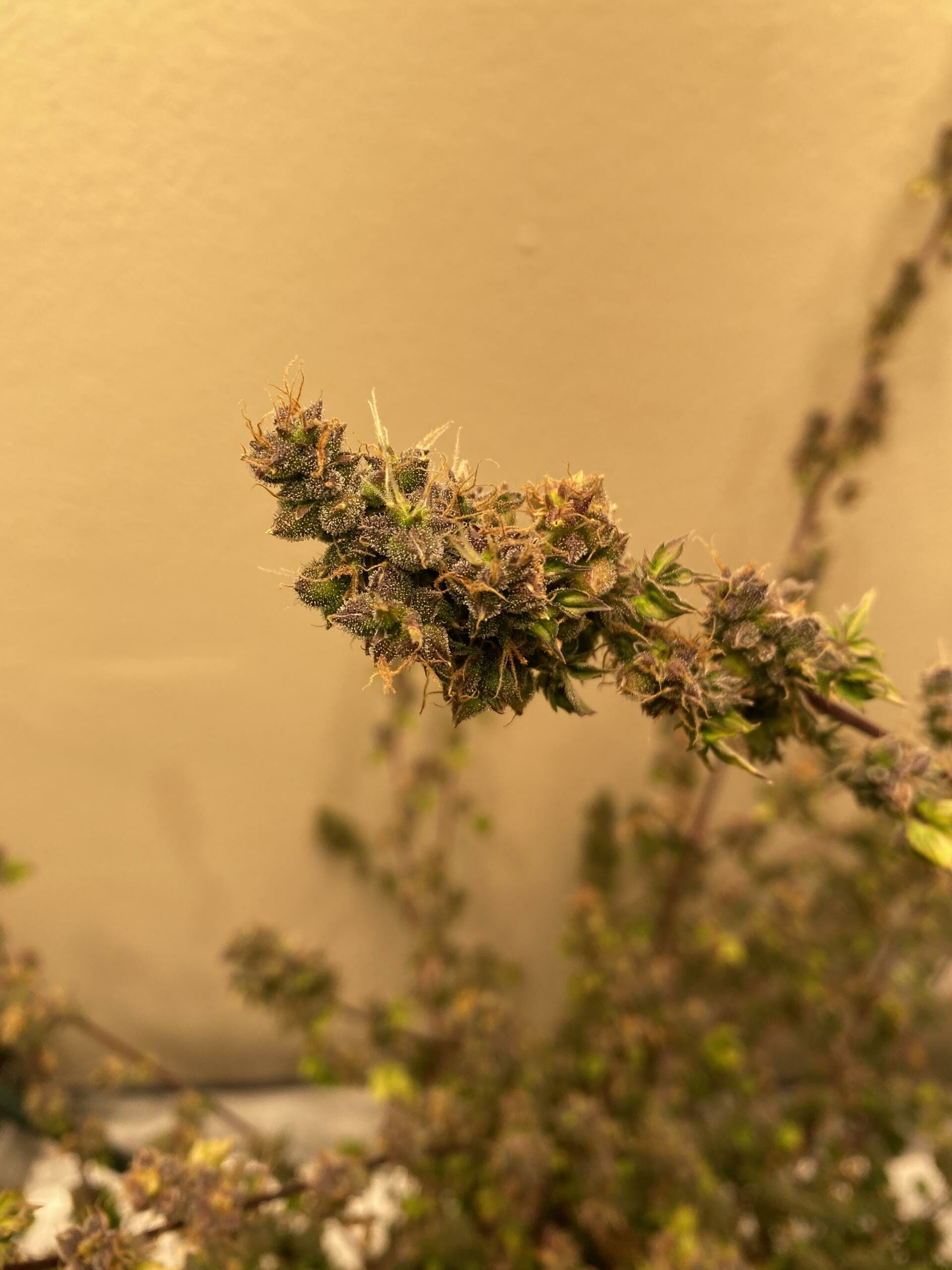 Australian Bastard Cannabis (ABC) Inbred Line 10 Regular Seeds - Image 19