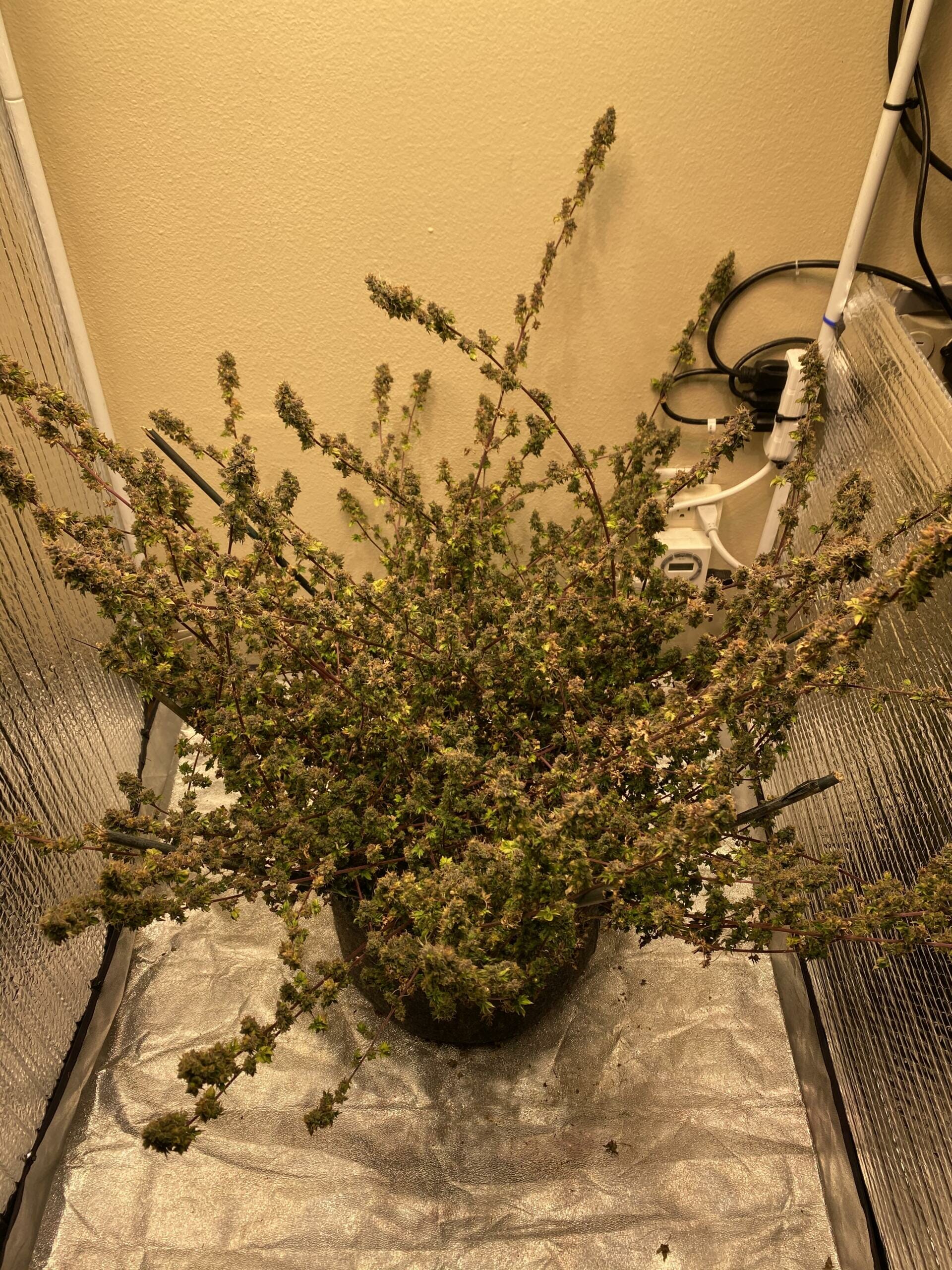 Australian Bastard Cannabis (ABC) Inbred Line 10 Regular Seeds - Image 20