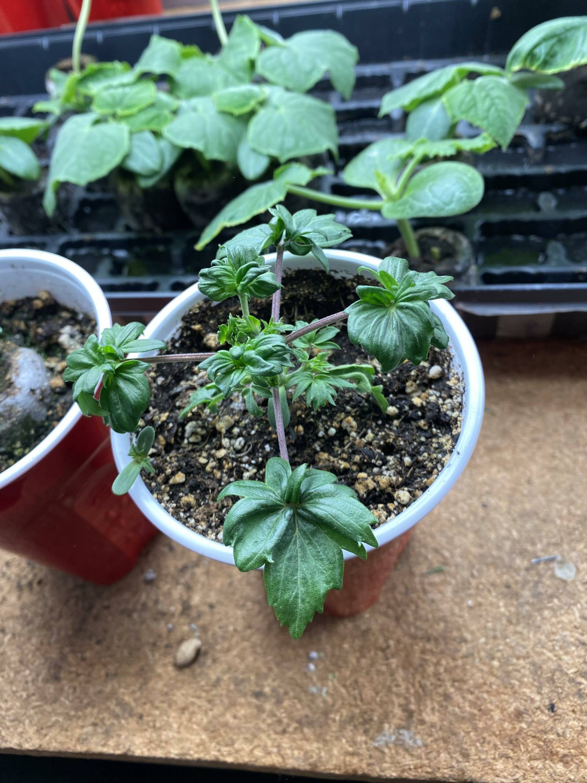 Australian Bastard Cannabis (ABC) Inbred Line 10 Regular Seeds - Image 6