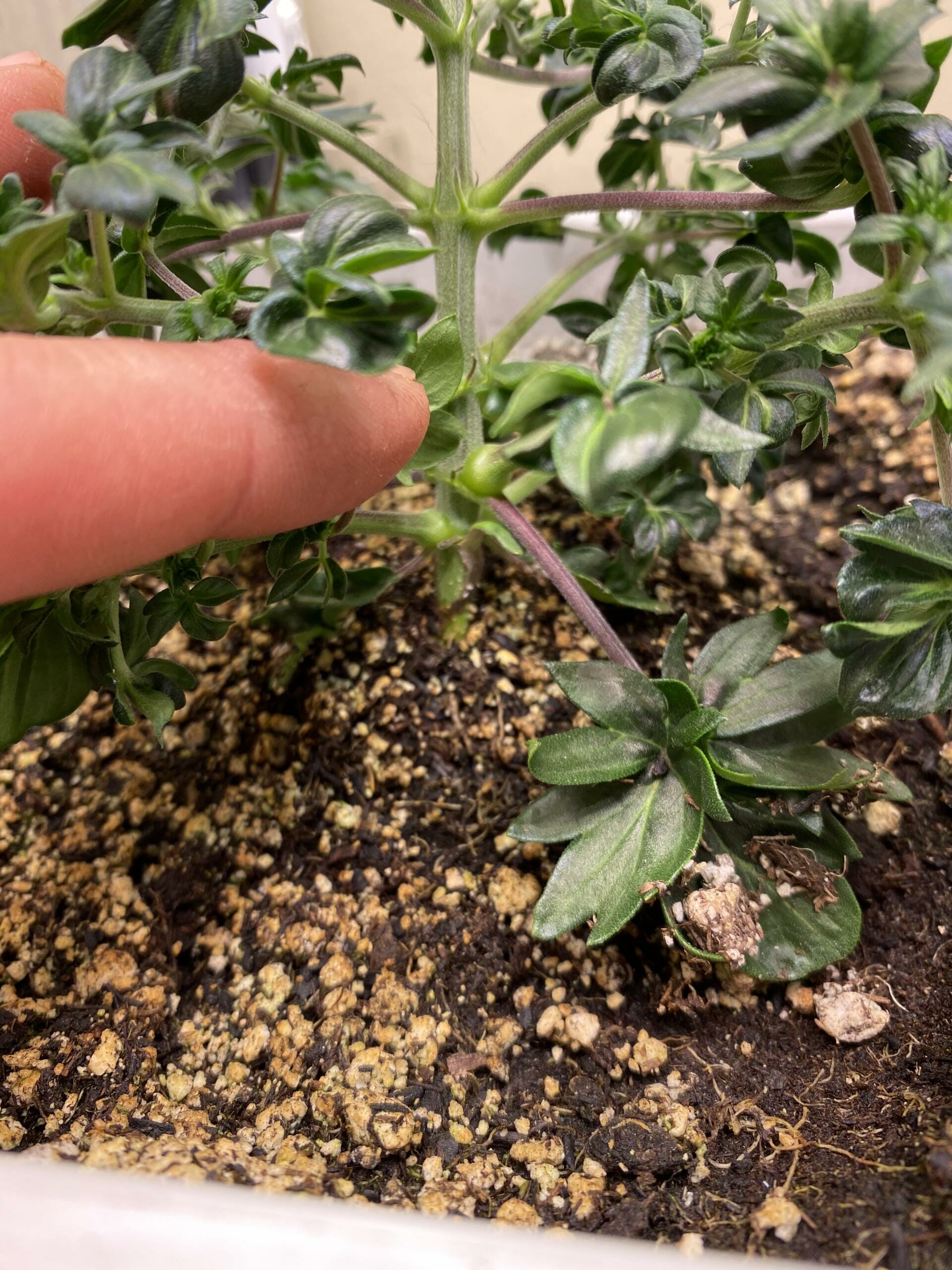 Australian Bastard Cannabis (ABC) Inbred Line 10 Regular Seeds - Image 7