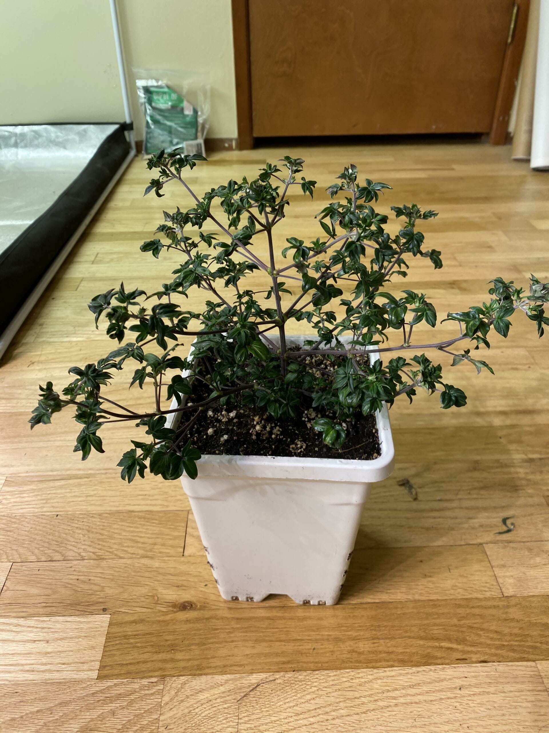 Australian Bastard Cannabis (ABC) Inbred Line 10 Regular Seeds - Image 8