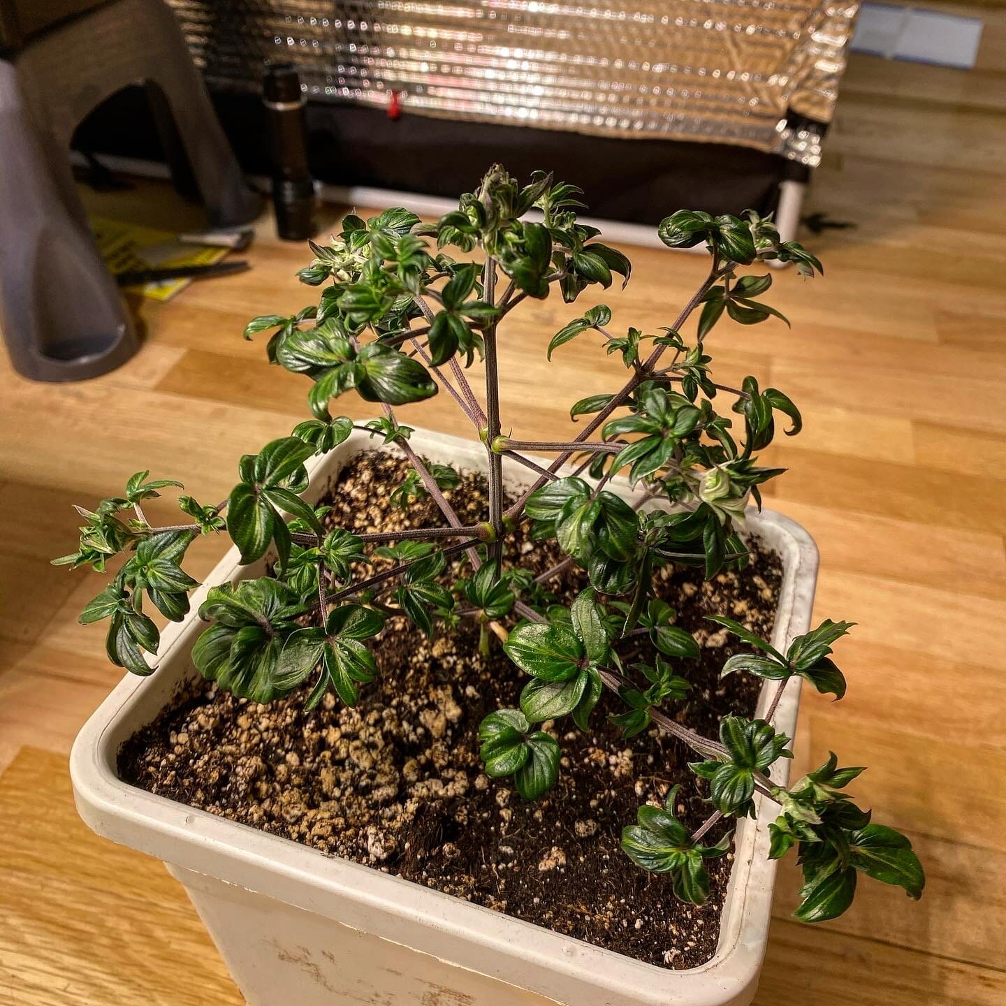 Australian Bastard Cannabis (ABC) Inbred Line 10 Regular Seeds - Image 9