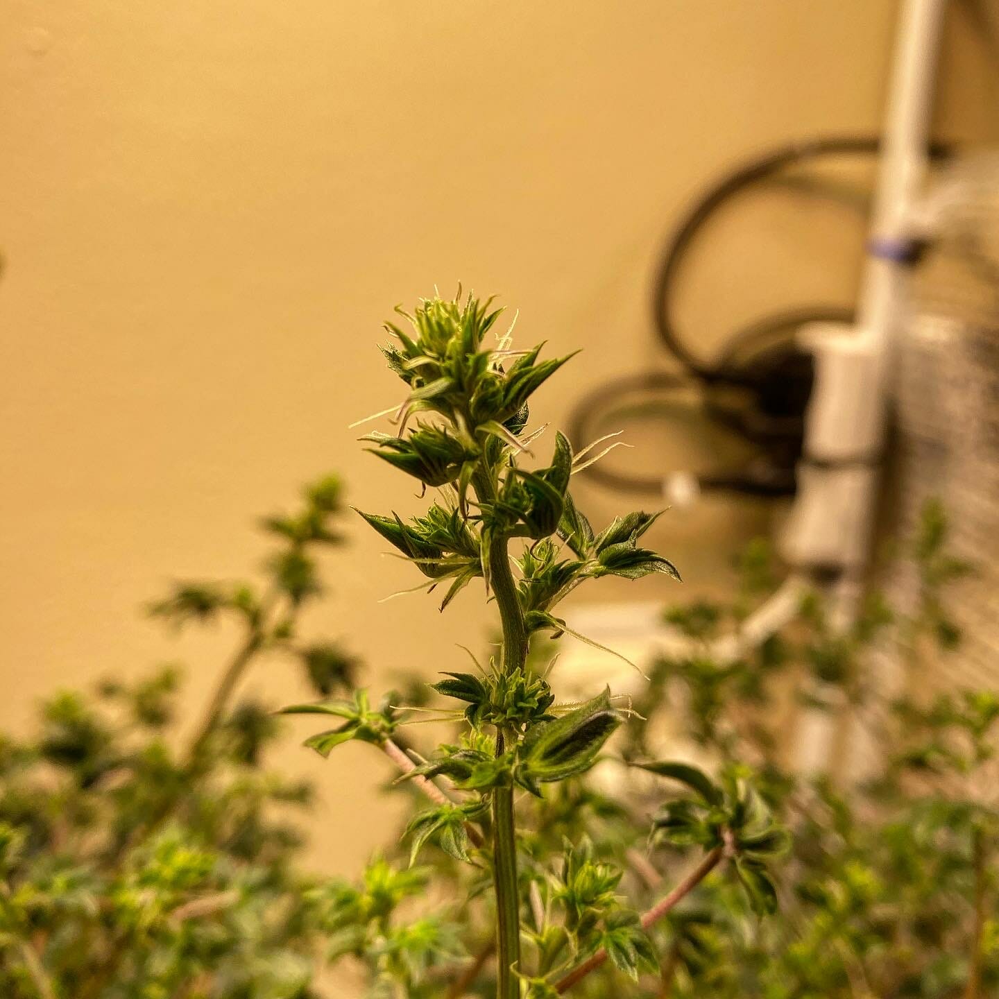 Australian Bastard Cannabis (ABC) Inbred Line 10 Regular Seeds - Image 10