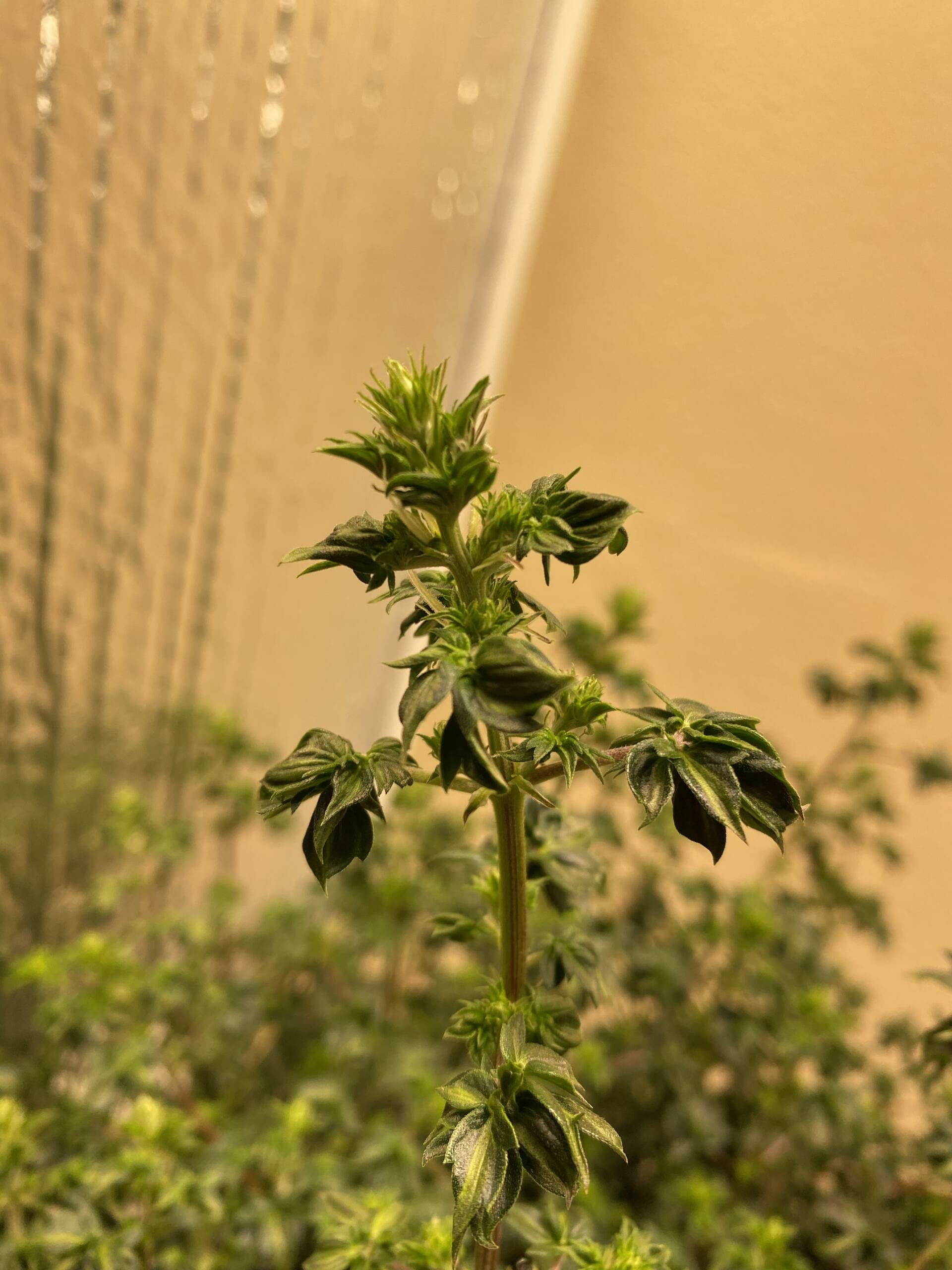 Australian Bastard Cannabis (ABC) Inbred Line 10 Regular Seeds - Image 11