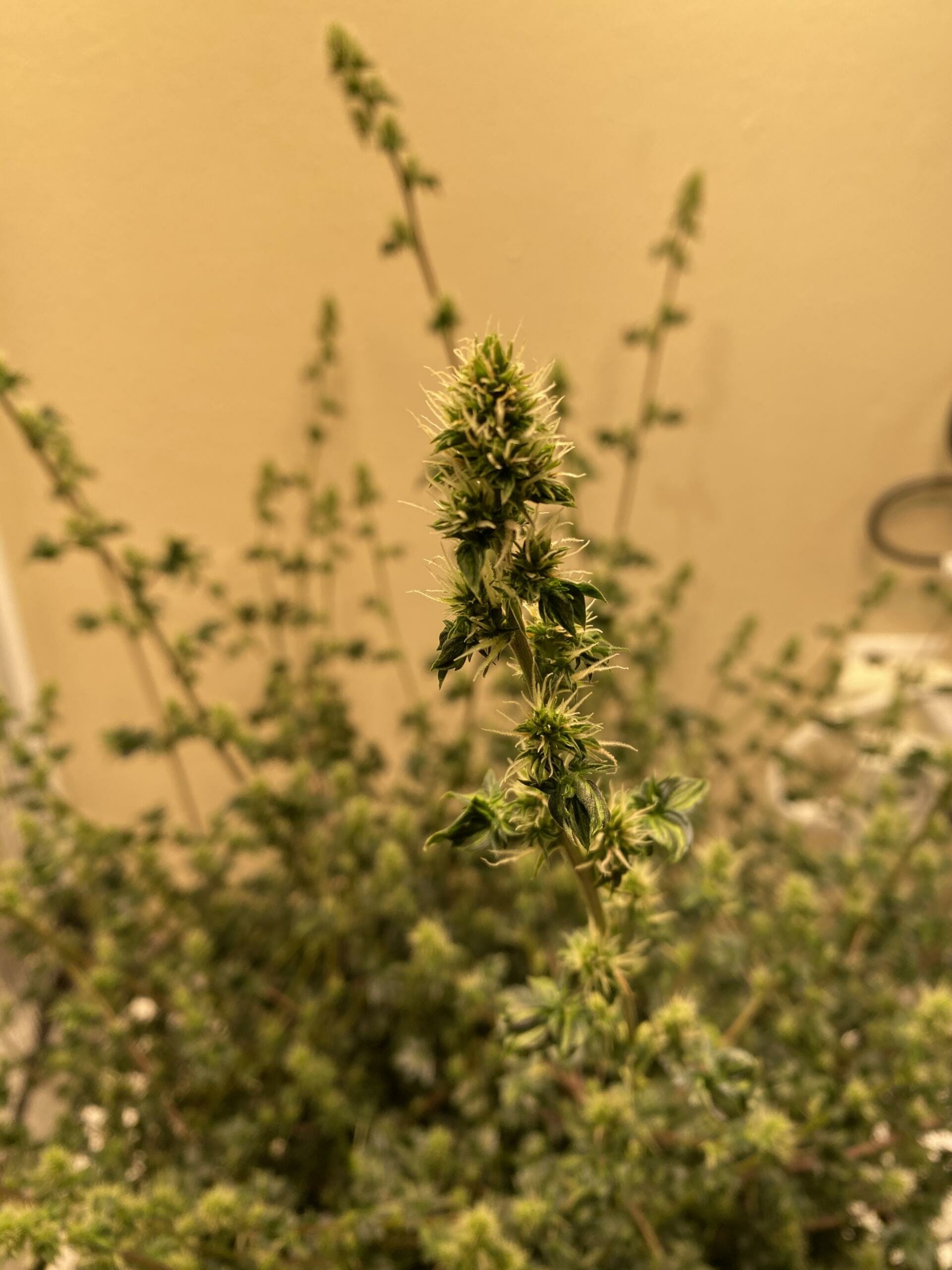 Australian Bastard Cannabis (ABC) Inbred Line 10 Regular Seeds - Image 12