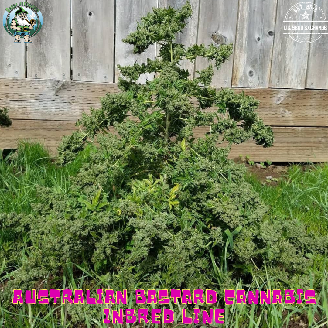 Australian Bastard Cannabis (ABC) Inbred Line 10 Regular Seeds