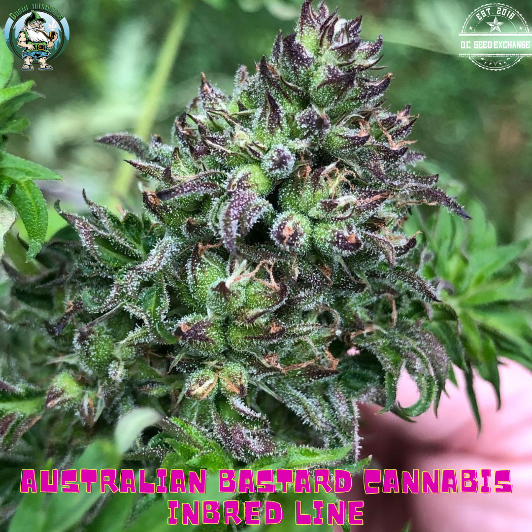 Australian Bastard Cannabis (ABC) Inbred Line 10 Regular Seeds - Image 2