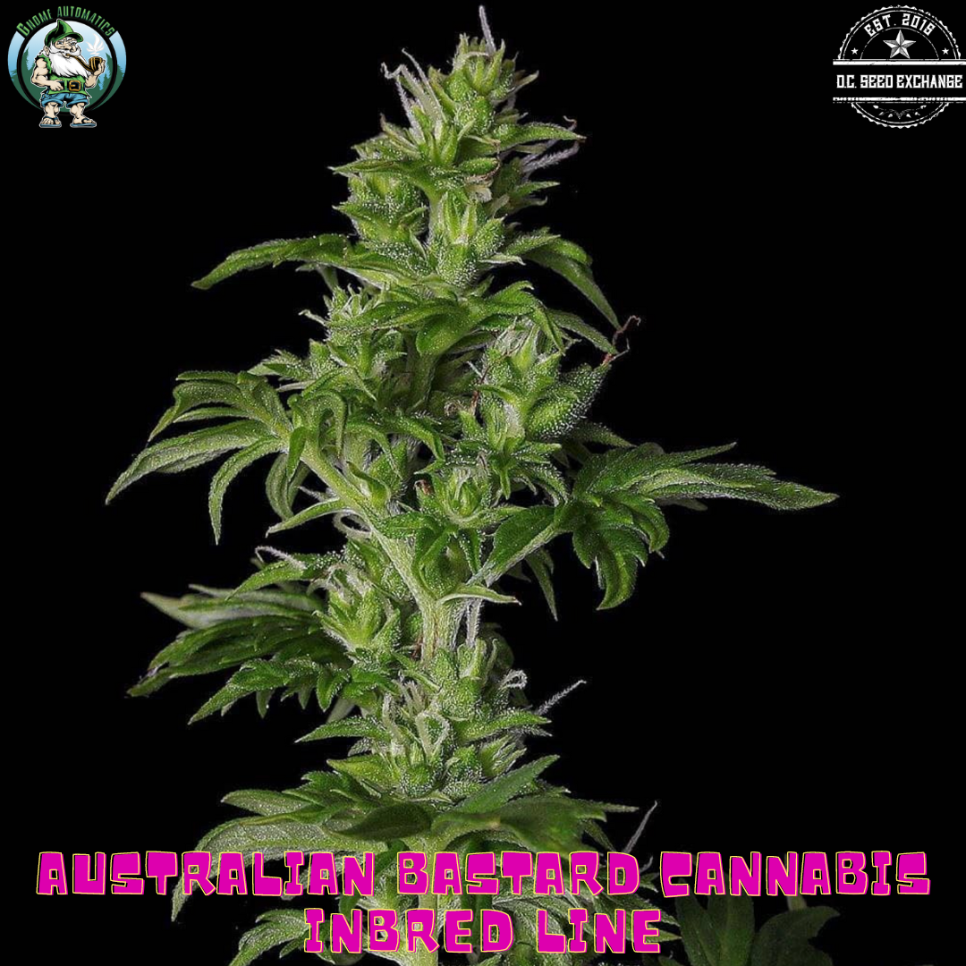 Australian Bastard Cannabis (ABC) Inbred Line 10 Regular Seeds - Image 3