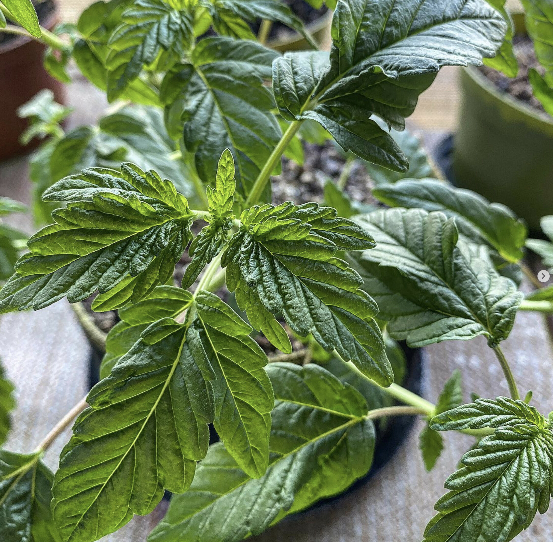 Australian Bastard Cannabis (ABC) Inbred Line 10 Regular Seeds - Image 4
