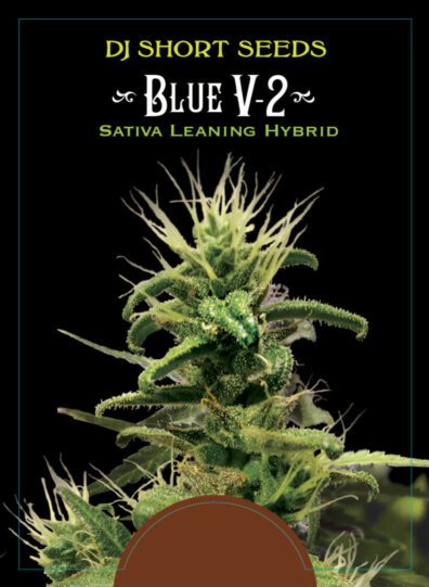 Blue V-2 16 Regular Seeds