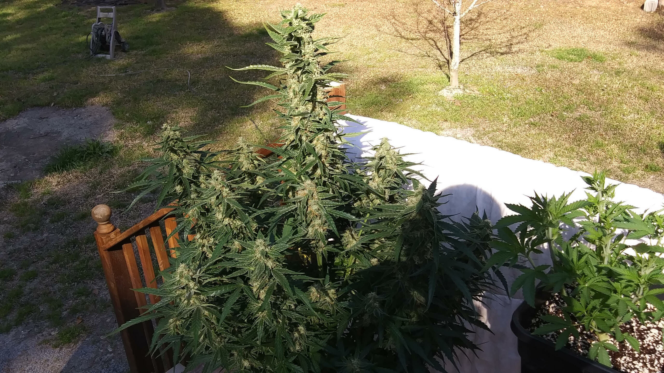 Pina Colada Auto (Tropical Auto x Sour Bubbly) 5 Feminized Autoflower Seeds - Image 2