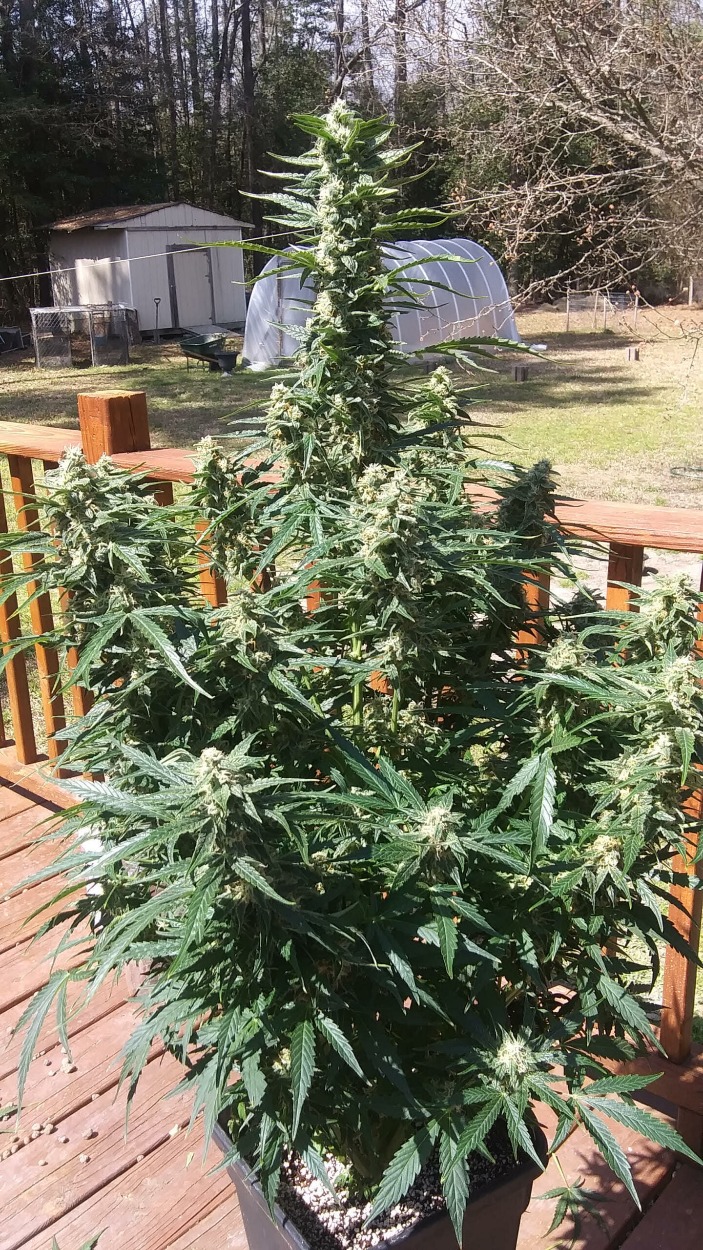Pina Colada Auto (Tropical Auto x Sour Bubbly) 5 Feminized Autoflower Seeds - Image 5