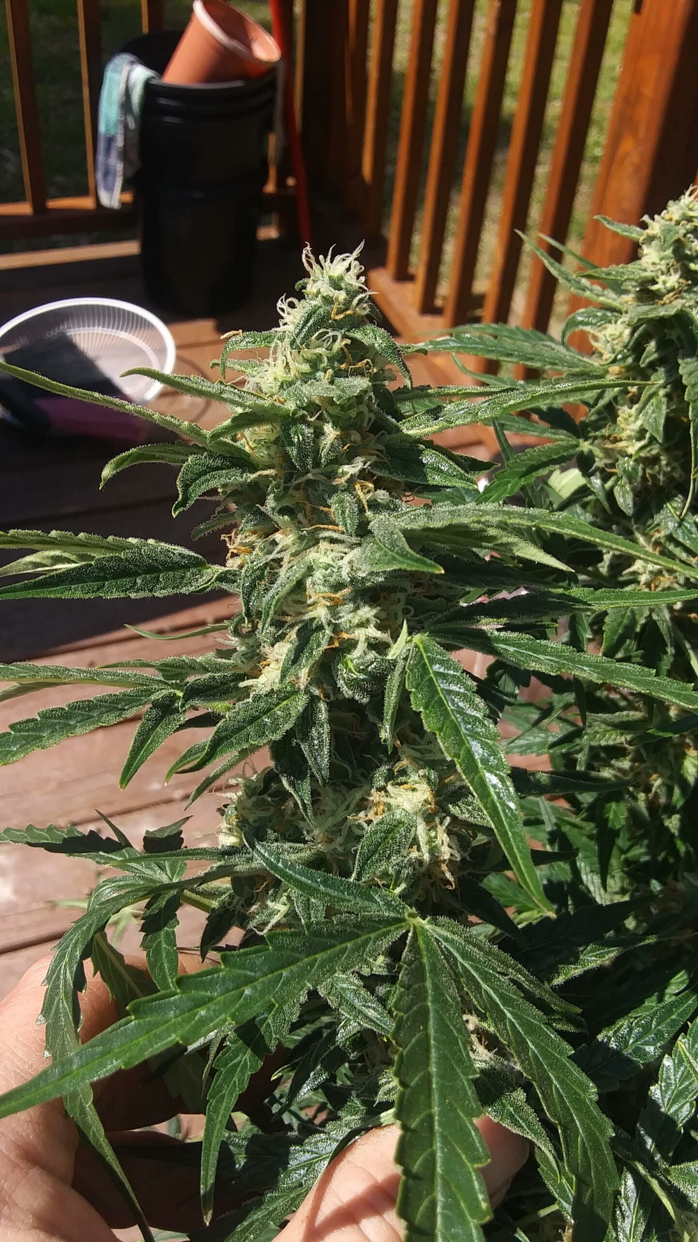 Pina Colada Auto (Tropical Auto x Sour Bubbly) 5 Feminized Autoflower Seeds - Image 3