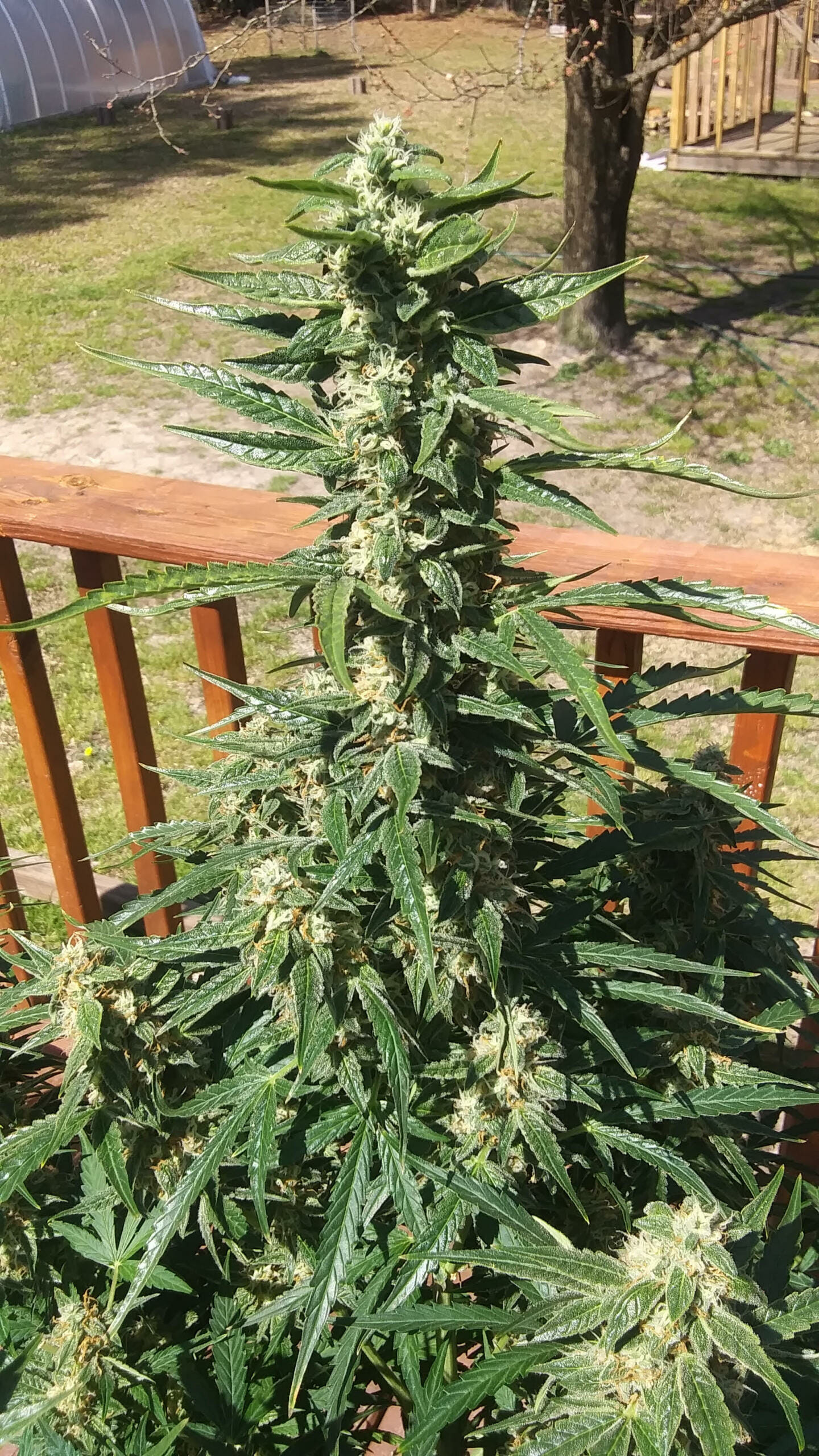 Pina Colada Auto (Tropical Auto x Sour Bubbly) 5 Feminized Autoflower Seeds - Image 4