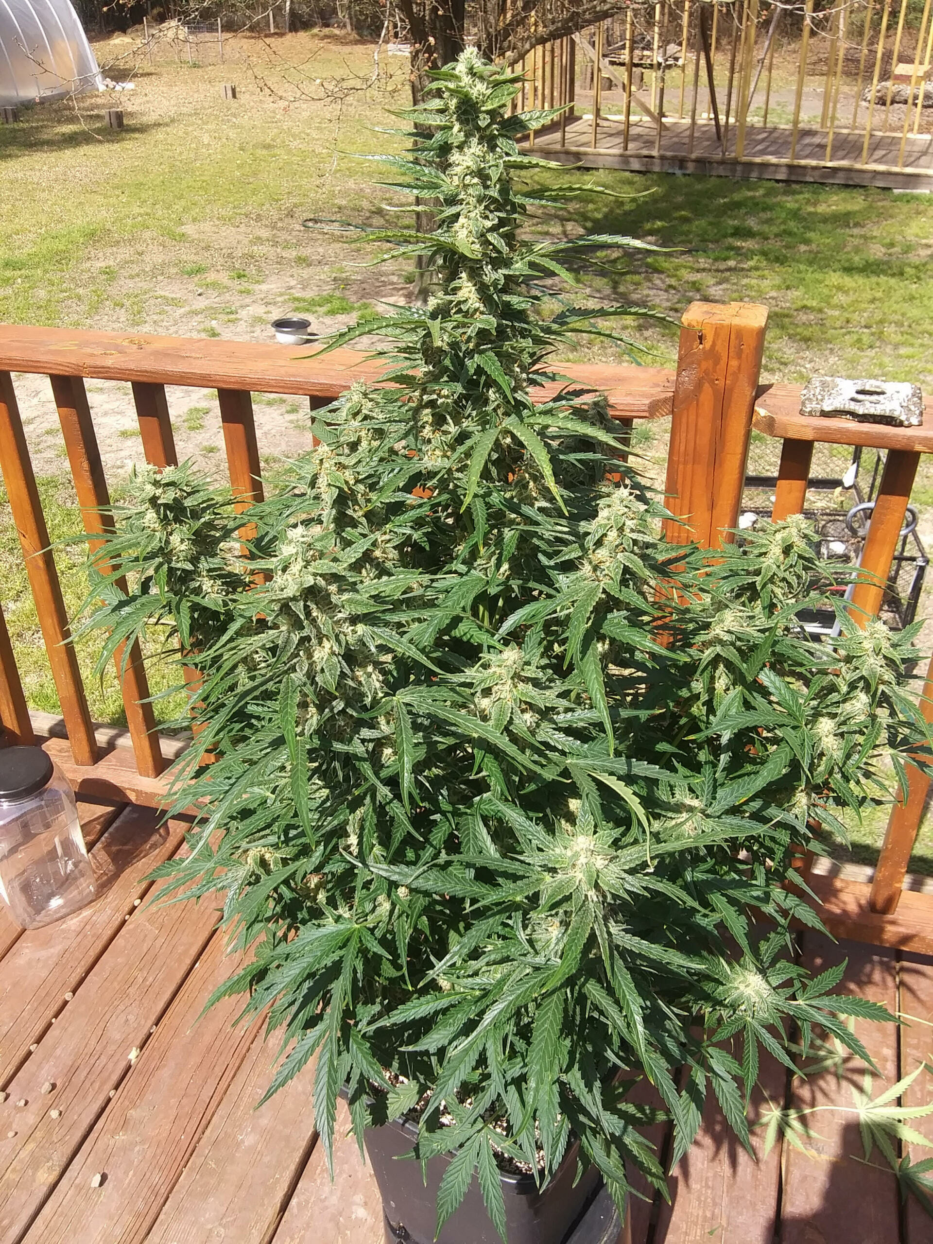 Pina Colada Auto (Tropical Auto x Sour Bubbly) 5 Feminized Autoflower Seeds - Image 7