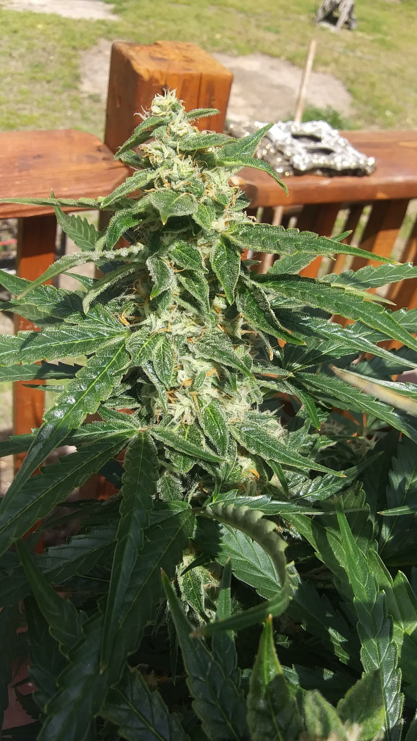 Pina Colada Auto (Tropical Auto x Sour Bubbly) 5 Feminized Autoflower Seeds - Image 6