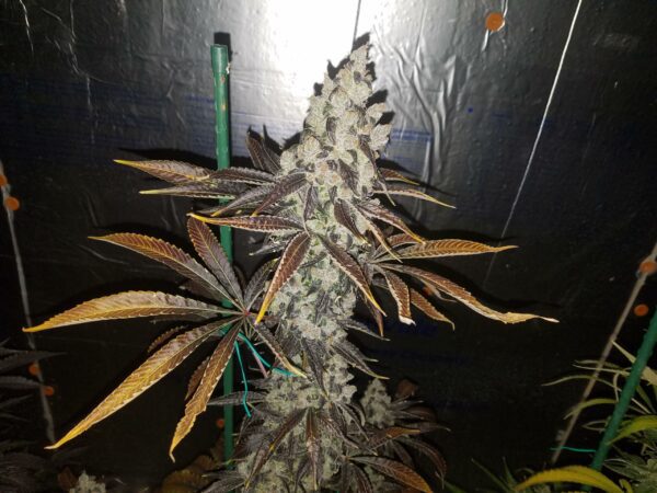 Blue Star Seed Co Navy Cross F1 (East Coast Sour Diesel x Blueberry F4) 13 Regular Seeds - Image 4