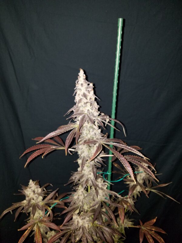 Blue Star Seed Co Navy Cross F1 (East Coast Sour Diesel x Blueberry F4) 13 Regular Seeds - Image 8