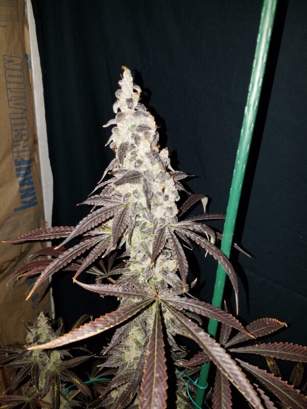 Blue Star Seed Co Navy Cross F1 (East Coast Sour Diesel x Blueberry F4) 13 Regular Seeds - Image 5