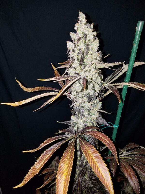 Blue Star Seed Co Navy Cross F1 (East Coast Sour Diesel x Blueberry F4) 13 Regular Seeds - Image 9
