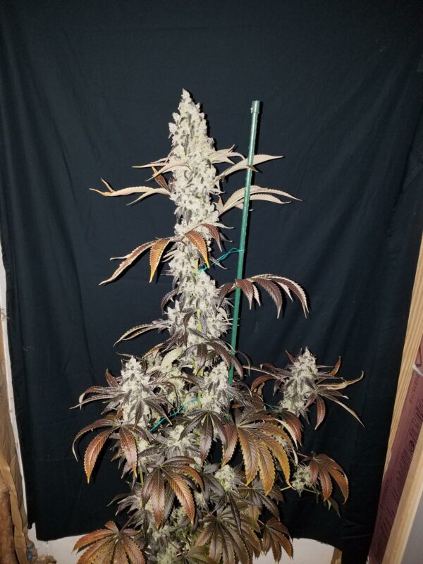 Blue Star Seed Co Navy Cross F1 (East Coast Sour Diesel x Blueberry F4) 13 Regular Seeds - Image 3