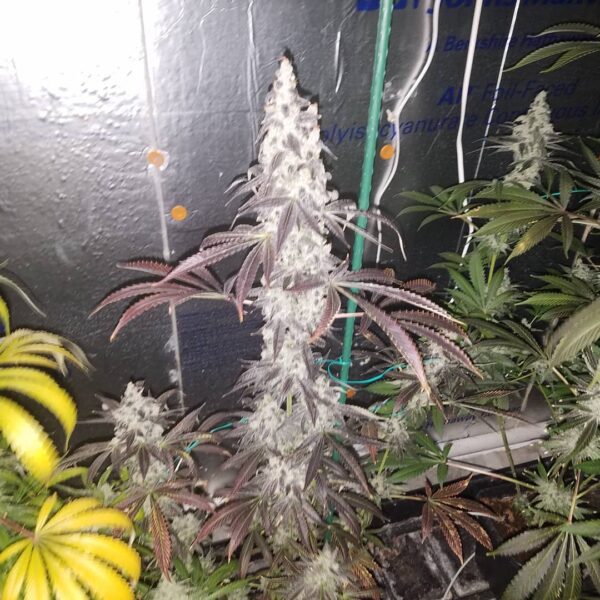 Blue Star Seed Co Navy Cross F1 (East Coast Sour Diesel x Blueberry F4) 13 Regular Seeds - Image 10