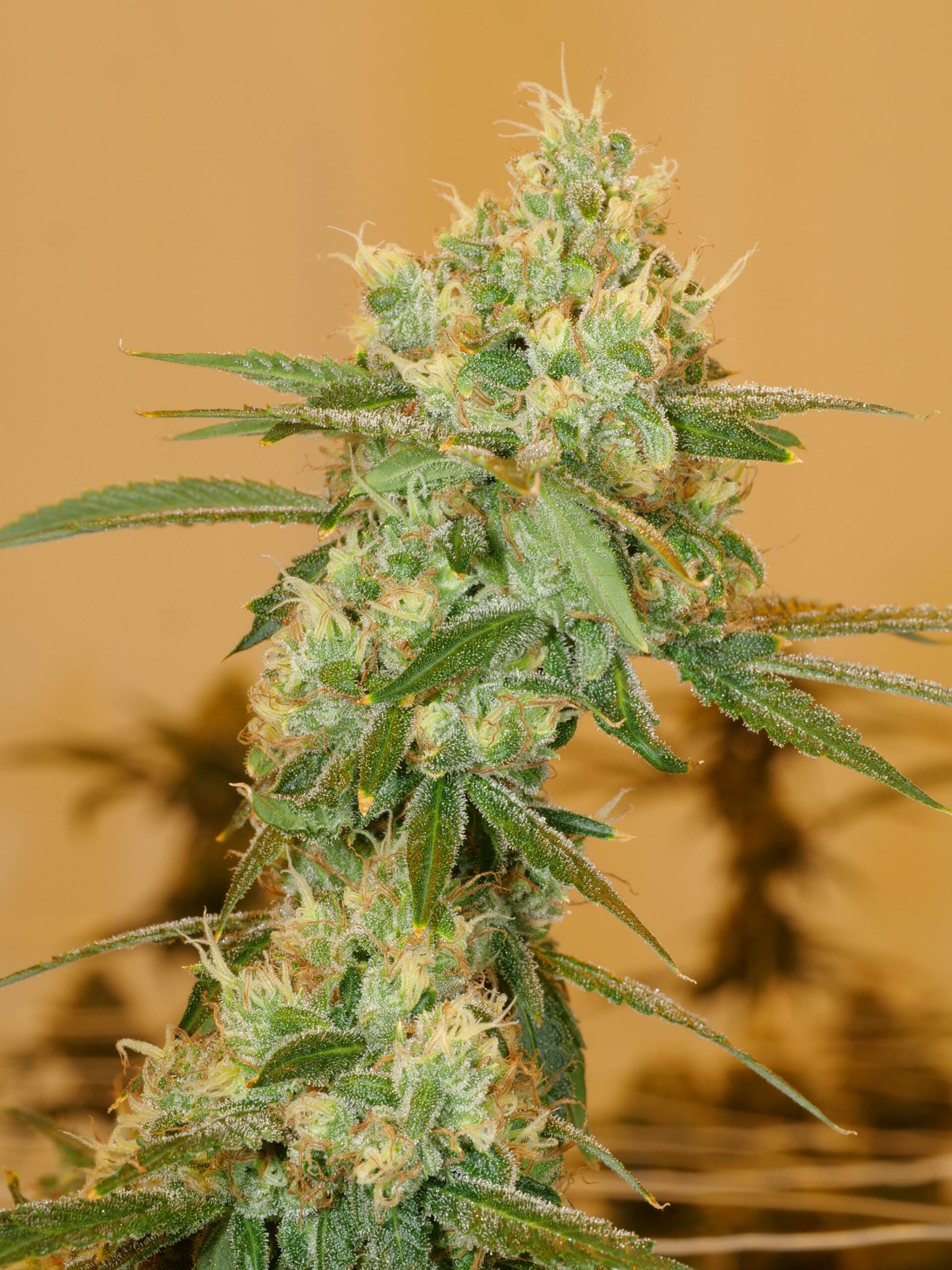 Pak Man (Praying Mantis x Swabi Pakistani) 7 Feminized Seeds